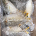 New Offer Frozen whole round Golden/silvery pompano/pomfret from China